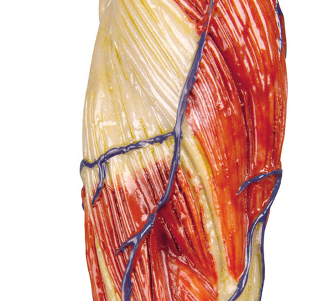 Figură musculară, 1/3 mărime naturală