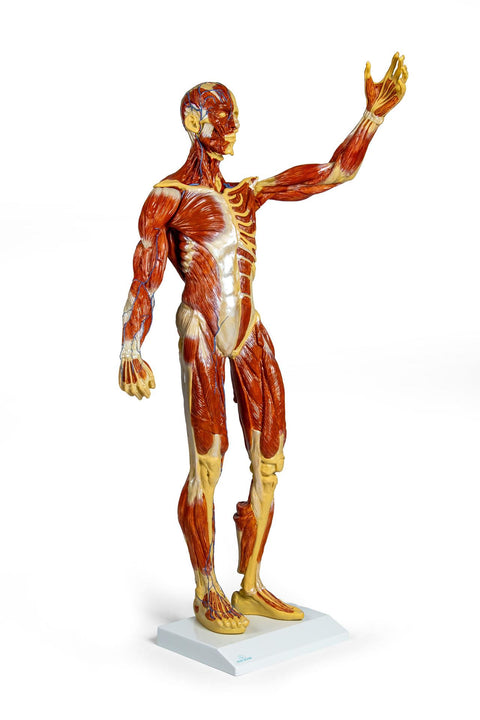 Figură musculară, 1/3 mărime naturală