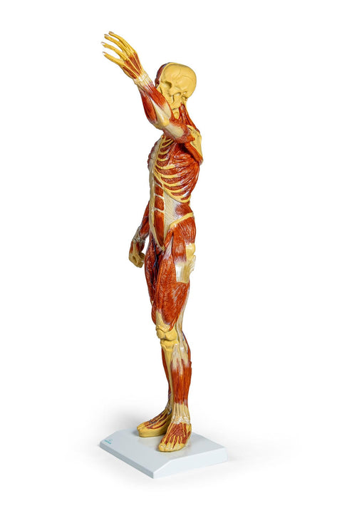 Figură musculară, 1/3 mărime naturală