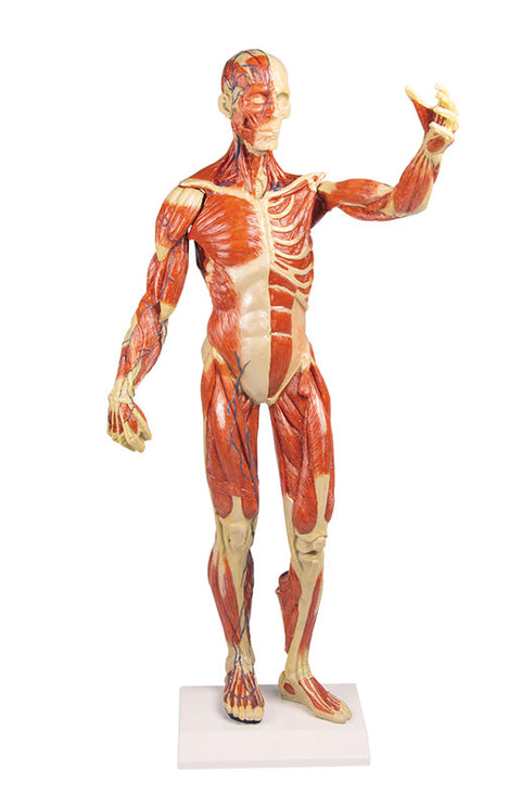 Figură musculară, 1/3 mărime naturală