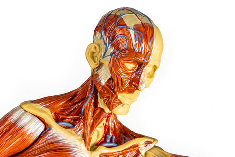 Figură musculară, 1/3 mărime naturală