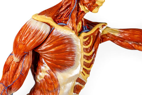 Figură musculară, 1/3 mărime naturală