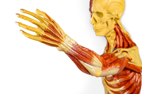 Figură musculară, 1/3 mărime naturală