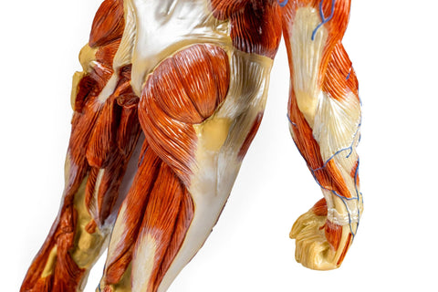 Figură musculară, 1/3 mărime naturală