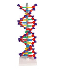 Dublu helix ADN