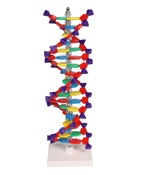 Dublu helix ADN