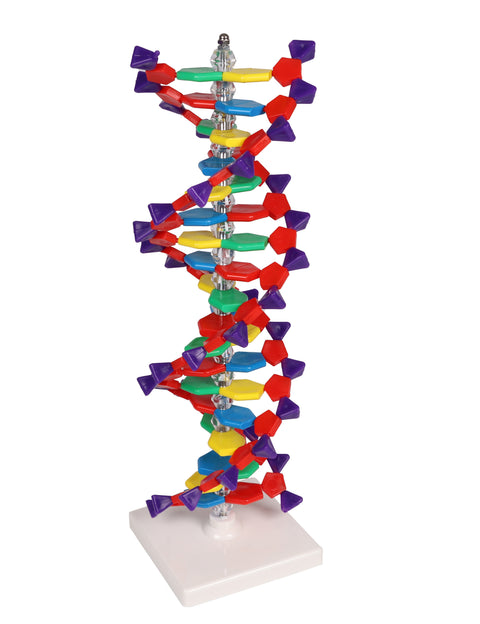 Dublu helix ADN