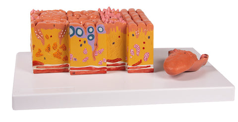 Tongue and tongue tissue