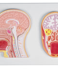 Secțiune frontală și mediană a capului (model în relief) - EZ Augmented Anatomy