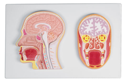 Secțiune frontală și mediană a capului (model în relief) - EZ Augmented Anatomy