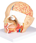Model cap, 4 piese - EZ Augmented Anatomy