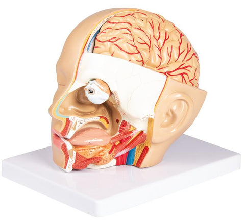 Model cap, 4 piese - EZ Augmented Anatomy