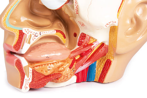 Model cap, 4 piese - EZ Augmented Anatomy