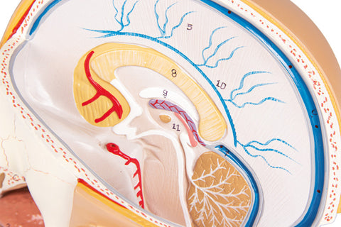 Model cap, 4 piese - EZ Augmented Anatomy