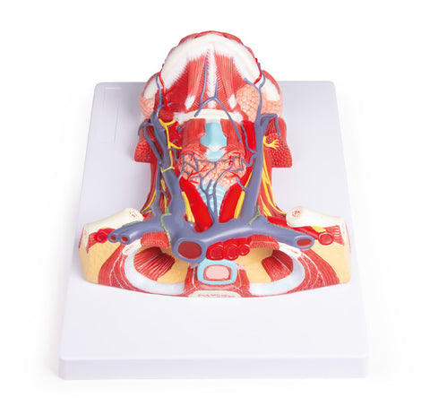 Anatomia gâtului