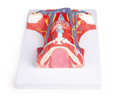 Anatomia gâtului