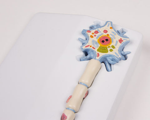 Model neuron cu stadii de scleroză multiplă - EZ Augmented Anatomy