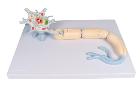 Neuron, mărime 3000x, 2 piese