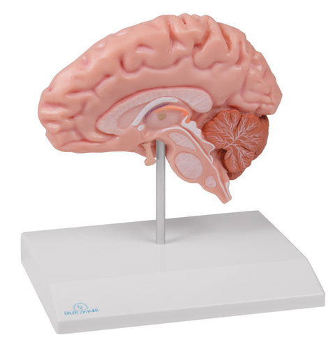 Jumătate creier anatomic, mărime naturală - Anatomie augmentată EZ