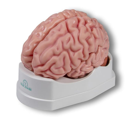 Model creier anatomic, mărime naturală, 5 piese - Anatomie augmentată EZ