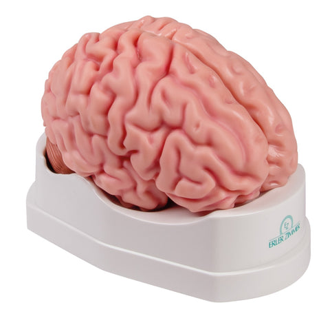 Model creier anatomic, mărime naturală, 5 piese - Anatomie augmentată EZ