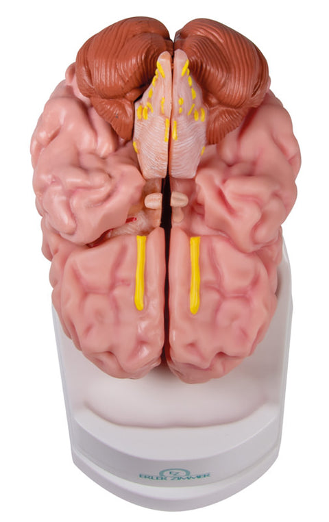 Model creier anatomic, mărime naturală, 5 piese - Anatomie augmentată EZ