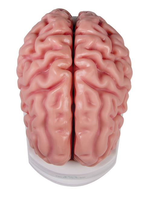 Model creier anatomic, mărime naturală, 5 piese - Anatomie augmentată EZ