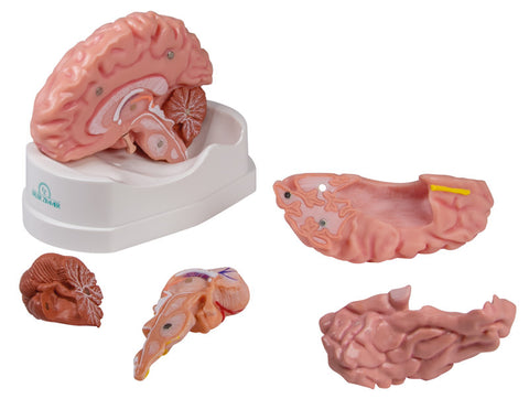 Model creier anatomic, mărime naturală, 5 piese - Anatomie augmentată EZ