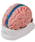 Model creier anatomic, mărime naturală, 5 piese - Anatomie augmentată EZ