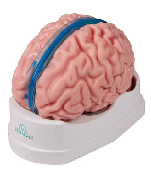 Anatomical brain model, life-size, 5 parts - EZ Augmented Anatomy