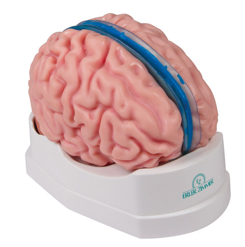 Model creier anatomic, mărime naturală, 5 piese - Anatomie augmentată EZ