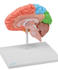 Jumătate creier regional, mărime naturală - Anatomie augmentată EZ