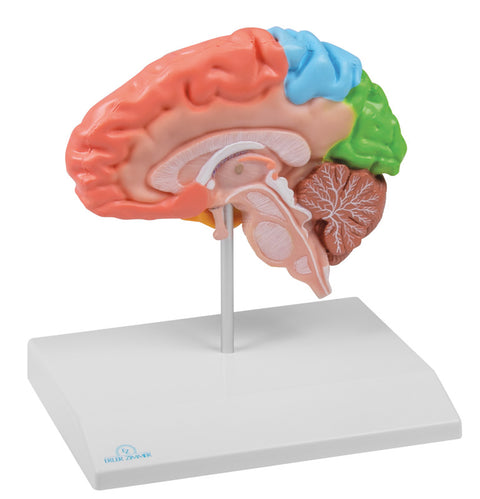 Jumătate creier regional, mărime naturală - Anatomie augmentată EZ