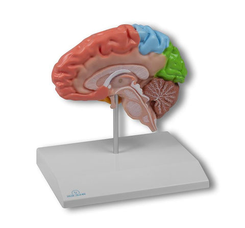 Jumătate creier regional, mărime naturală - Anatomie augmentată EZ