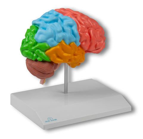 Jumătate creier regional, mărime naturală - Anatomie augmentată EZ