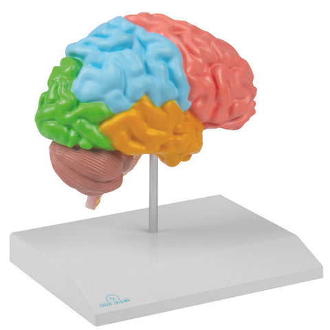 Jumătate creier regional, mărime naturală - Anatomie augmentată EZ