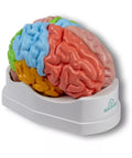 Model funcțional și regional al creierului, mărime naturală, 5 părți - EZ Augmented Anatomy