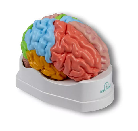 Model funcțional și regional al creierului, mărime naturală, 5 părți - EZ Augmented Anatomy
