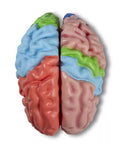 Model funcțional și regional al creierului, mărime naturală, 5 părți - EZ Augmented Anatomy