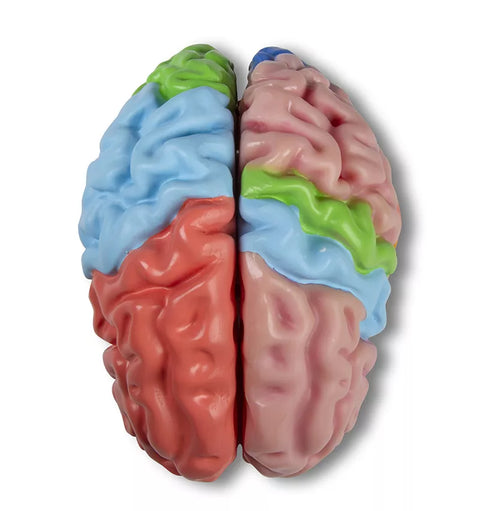 Model funcțional și regional al creierului, mărime naturală, 5 părți - EZ Augmented Anatomy
