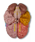 Model funcțional și regional al creierului, mărime naturală, 5 părți - EZ Augmented Anatomy