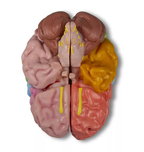 Model funcțional și regional al creierului, mărime naturală, 5 părți - EZ Augmented Anatomy