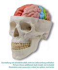 Model funcțional și regional al creierului, mărime naturală, 5 părți - EZ Augmented Anatomy