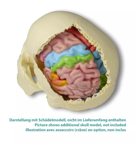 Model funcțional și regional al creierului, mărime naturală, 5 părți - EZ Augmented Anatomy