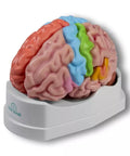 Model funcțional și regional al creierului, mărime naturală, 5 părți - EZ Augmented Anatomy