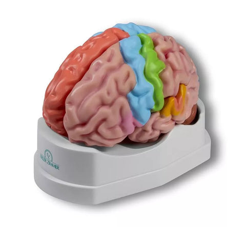 Model funcțional și regional al creierului, mărime naturală, 5 părți - EZ Augmented Anatomy