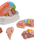 Model funcțional și regional al creierului, mărime naturală, 5 părți - EZ Augmented Anatomy