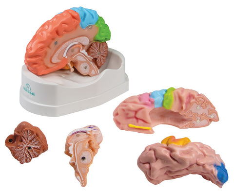 Model funcțional și regional al creierului, mărime naturală, 5 părți - EZ Augmented Anatomy