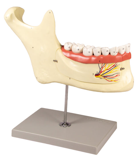 Maxilar inferior, 6 piese