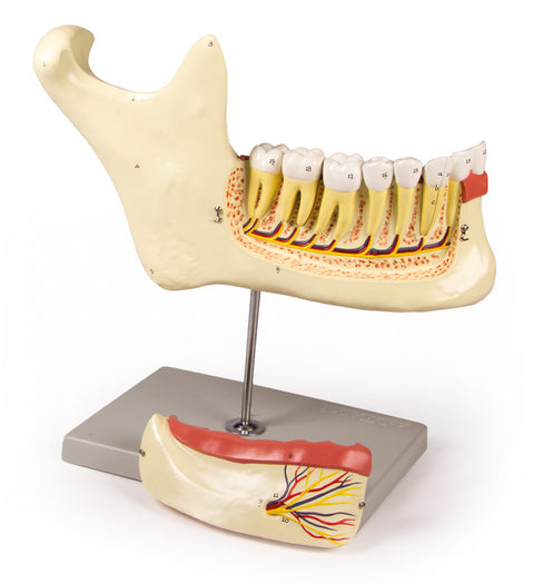 Maxilar inferior, 6 piese
